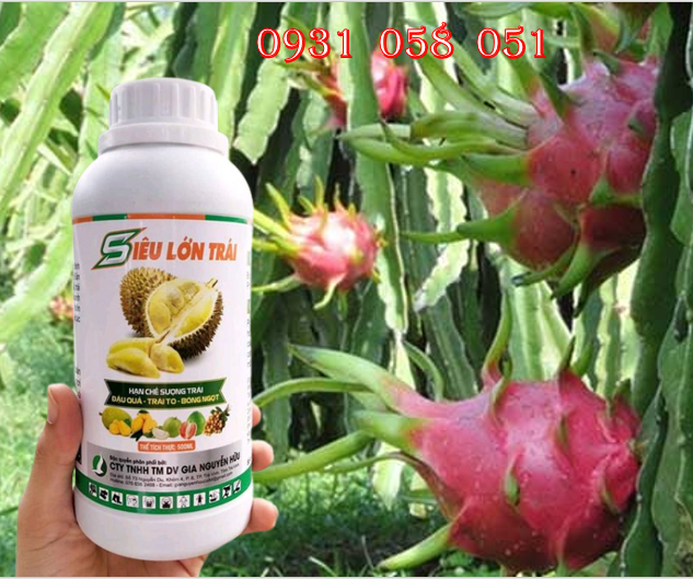 PHÂN BÓN LÁ SIÊU LỚN TRÁI