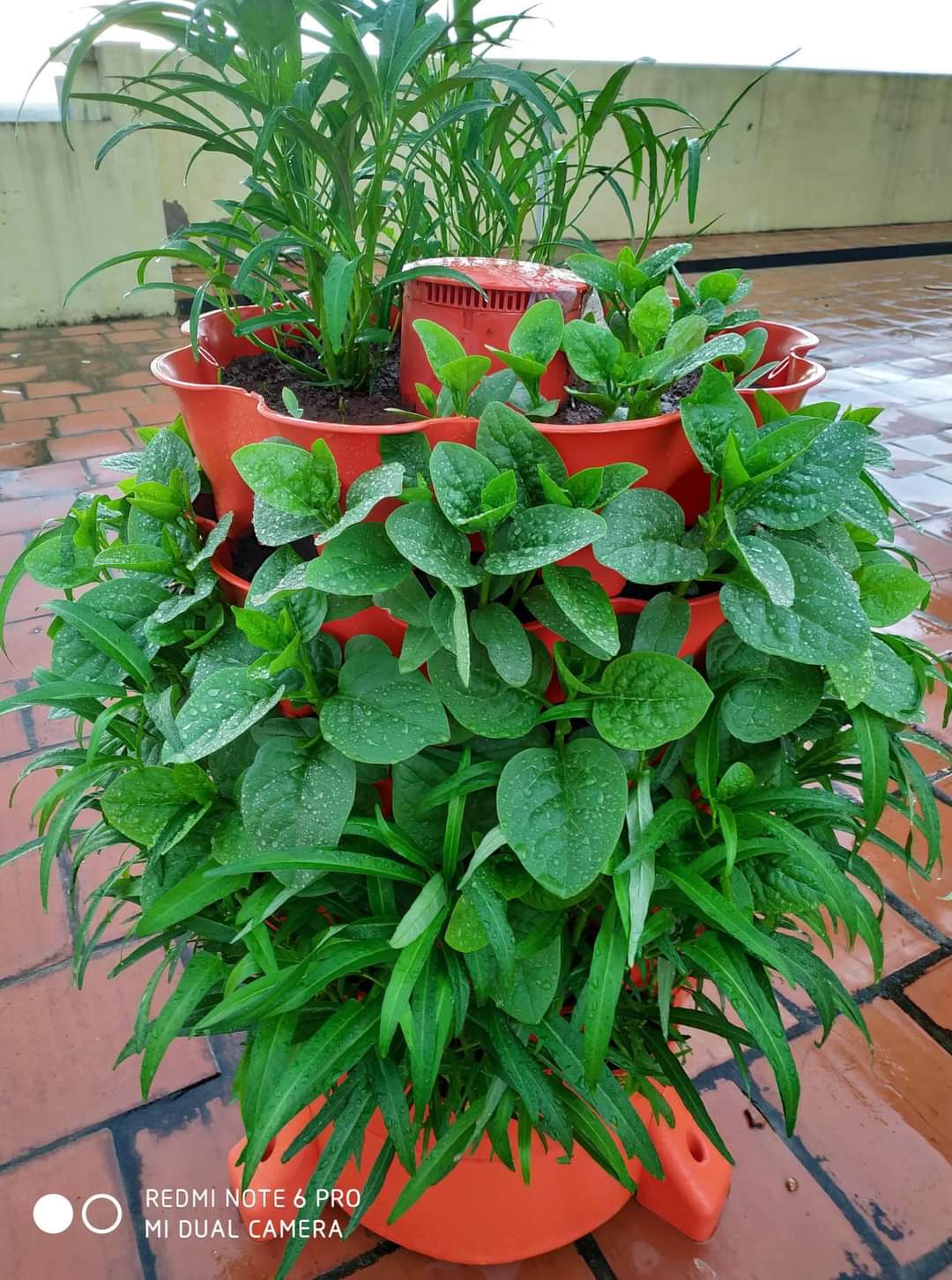 Tháp trồng rau hữu cơ Eco Viêt Nam