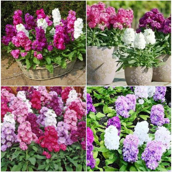 Hạt giống hoa Hoàng Anh nhiều màu 50 hạt/gói