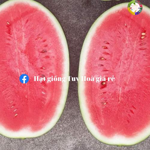 Hạt giống dưa hấu lai F1 Hero 886 trái to năng suất cao