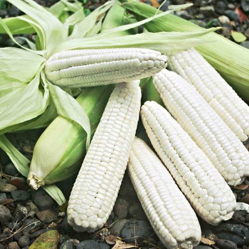 Hạt Giống Ngô Nếp HN68 100gram - Ngô Năng Suất Cao Dẻo Thơm Ngon Đều Hạt