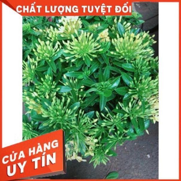 Chậu hoa trang thái màu vàng