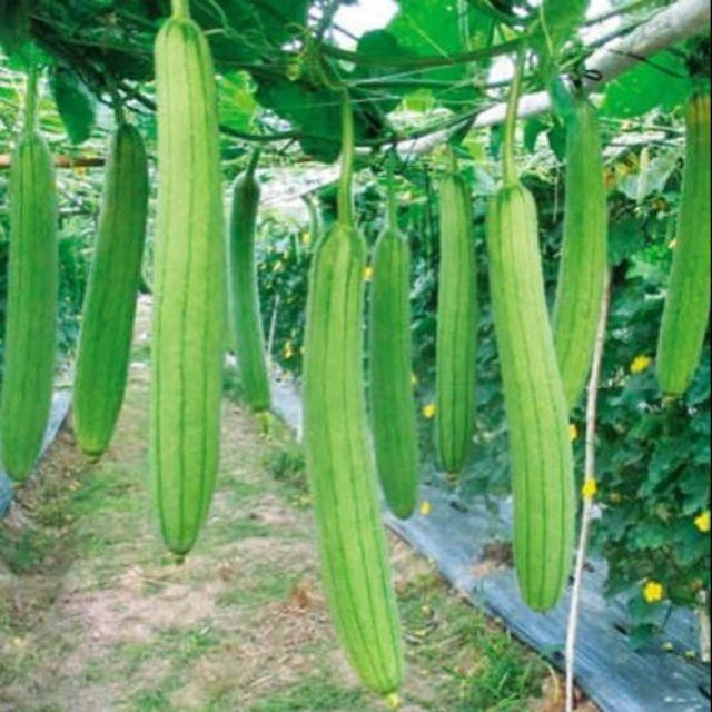 Hạt giống mướp hương