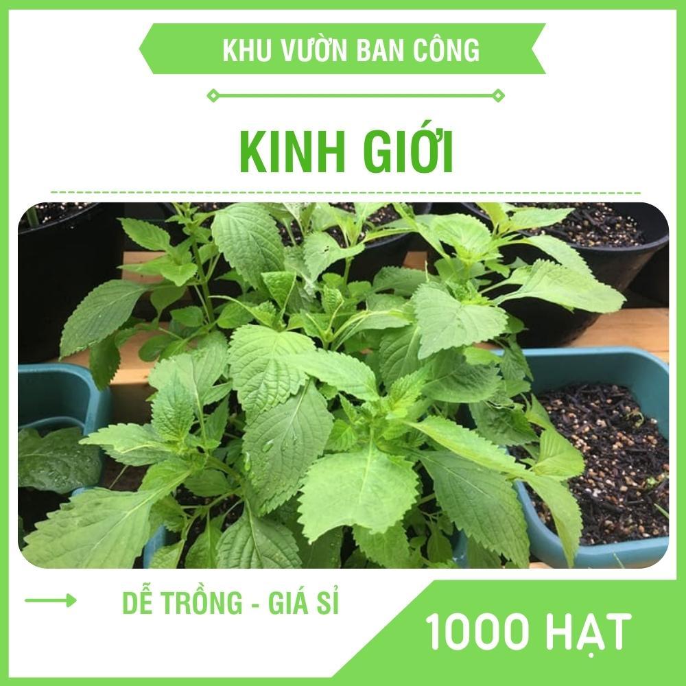 Hạt Giống Rau Kinh Giới Gói 5G 1000 Hạt - Khu Vườn Ban Công