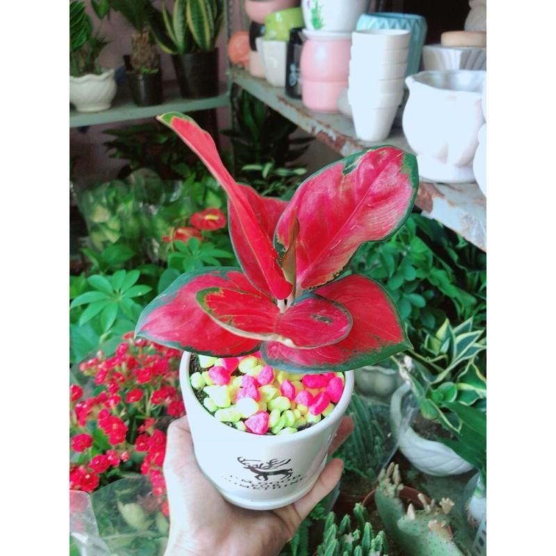 Chậu Cây Huyết Rồng