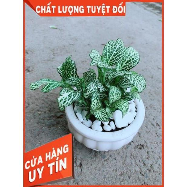 Chậu Cẩm Nhung Xanh
