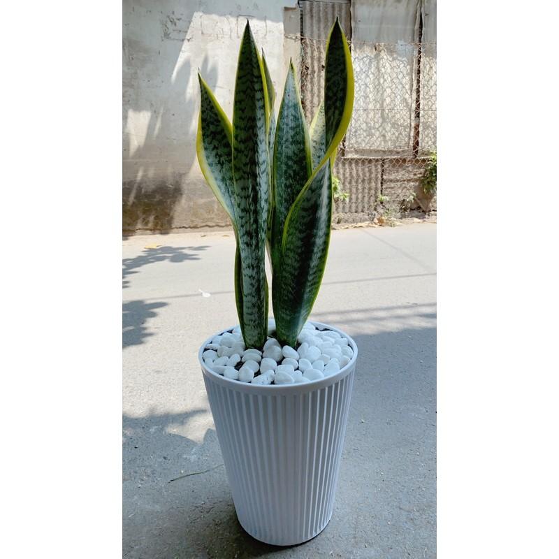 Cây Lưỡi Hồ Cao Kèm Chậu