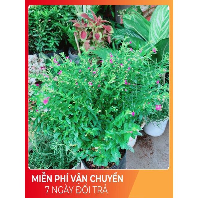 Cây Cẩm Tú Mai