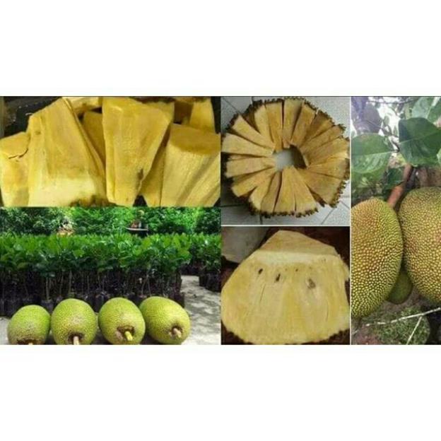 Mít thái không hạt cây giống thuần chủng F1