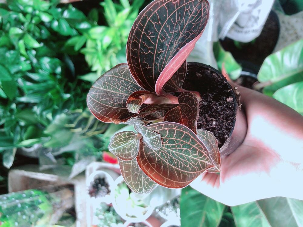 Cây Cau Kiểng Mini