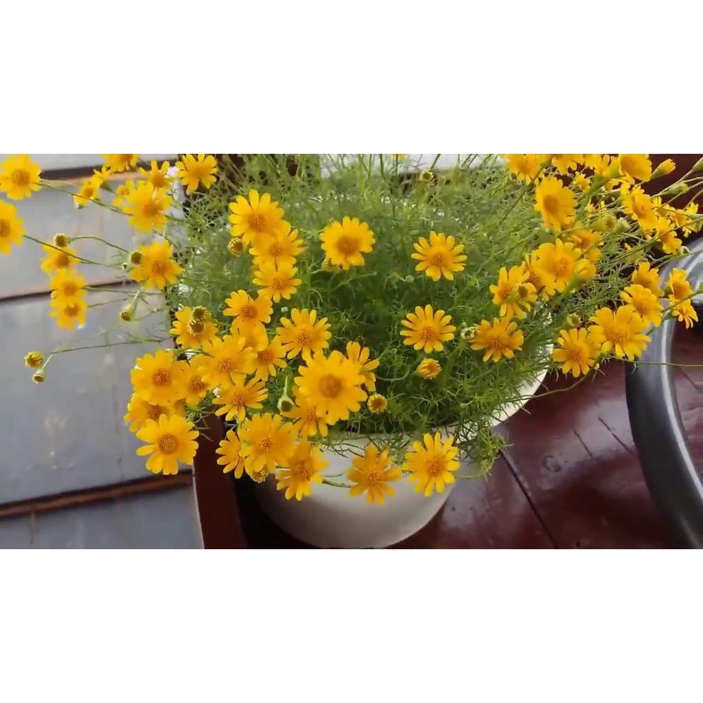 Hạt giống hoa cúc sao băng màu vàng,hạt giống chuẩn f1 -1 gói 50 hạt