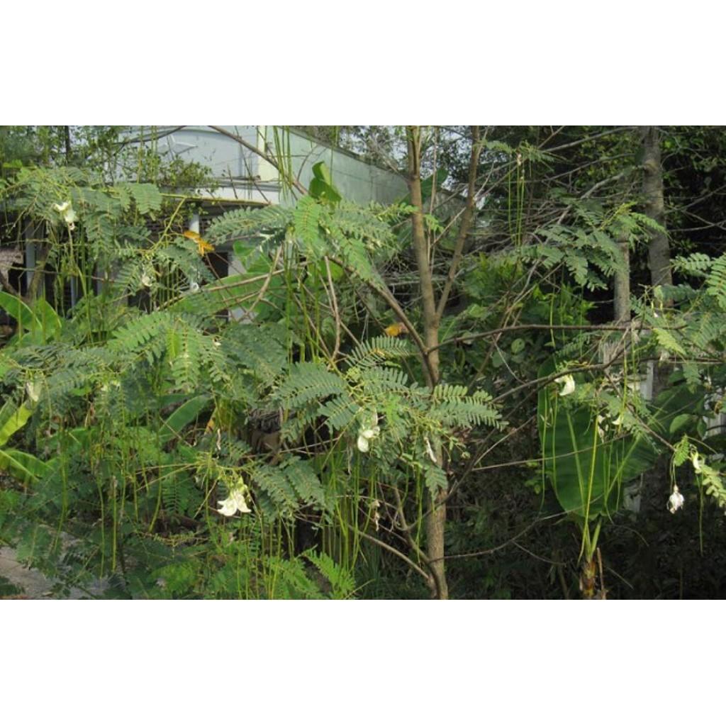 Hạt Giống So Đũa - 2gr