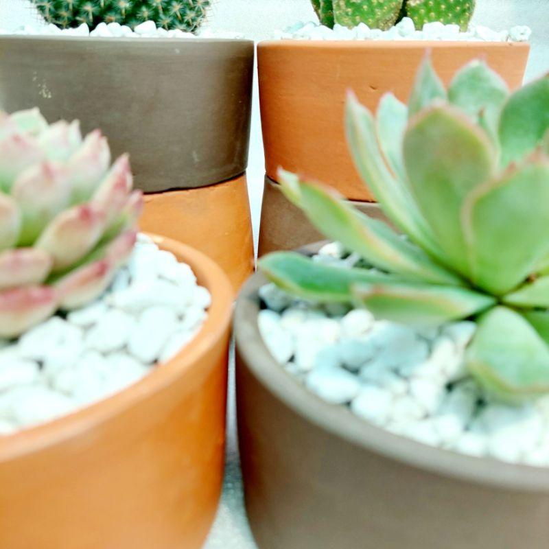 Chậu đất nung, chậu sen đá - Trụ 126, miệng chậu 12cm, chiều cao 6cm