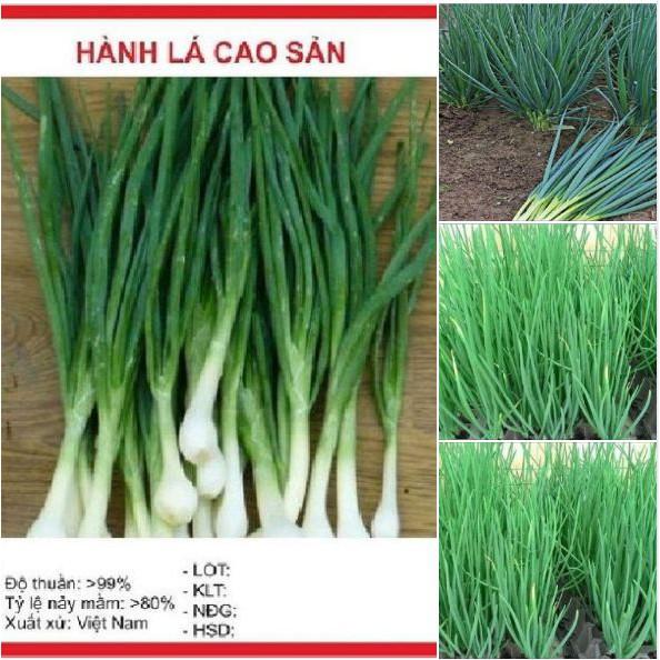 Hạt giống Hành hương cao sản F1 - 1 gói 2 gr