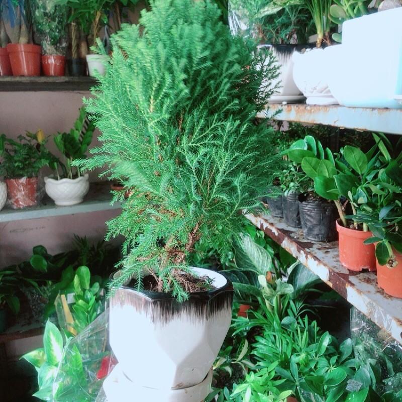 Cây Tùng Bồng Lai Kèm Chậu Sứ