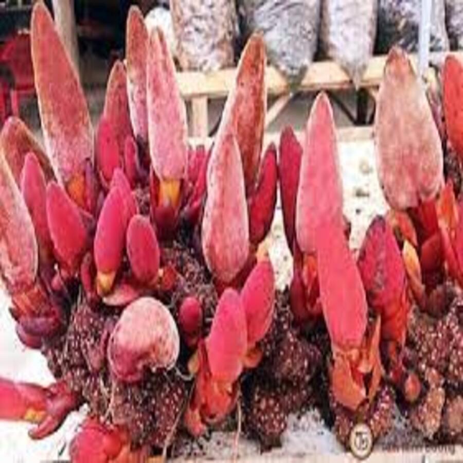 Ngọc Cẩu Khô Siêu Phẩm Đồ Ngâm- 01Kg