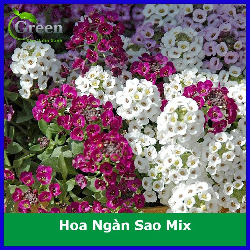 Hạt Giống Hoa Ngàn Sao Mix Nhiều Màu