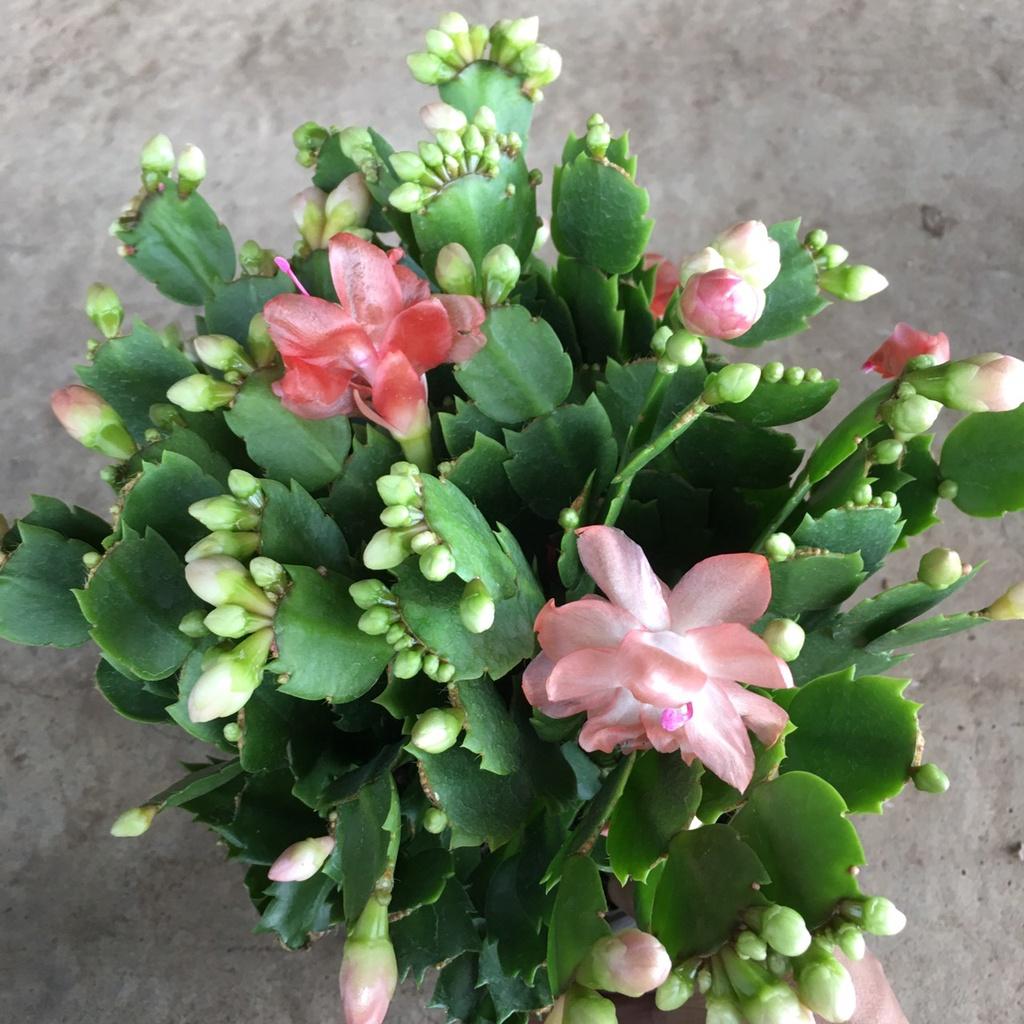 Cây LAN CÀNG CUA Để Bàn Siêu Nụ,Bụi Xum To Nhiều Nhánh