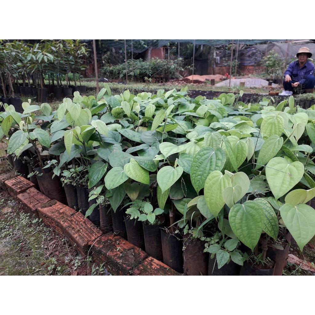 Cây giống Tiêu Srilanka (hình thật tại vườn). [ BẦU TO, CÂY KHỎE, SINH TRƯỞNG TỐT ] [ ĐƯỢC ĐỒNG KIỂM ]