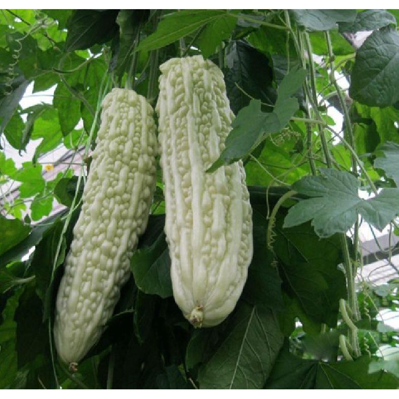 Hạt giống Khổ qua bạch tuyết-gói 5 hạt/tặng kèm gói phân bón lót