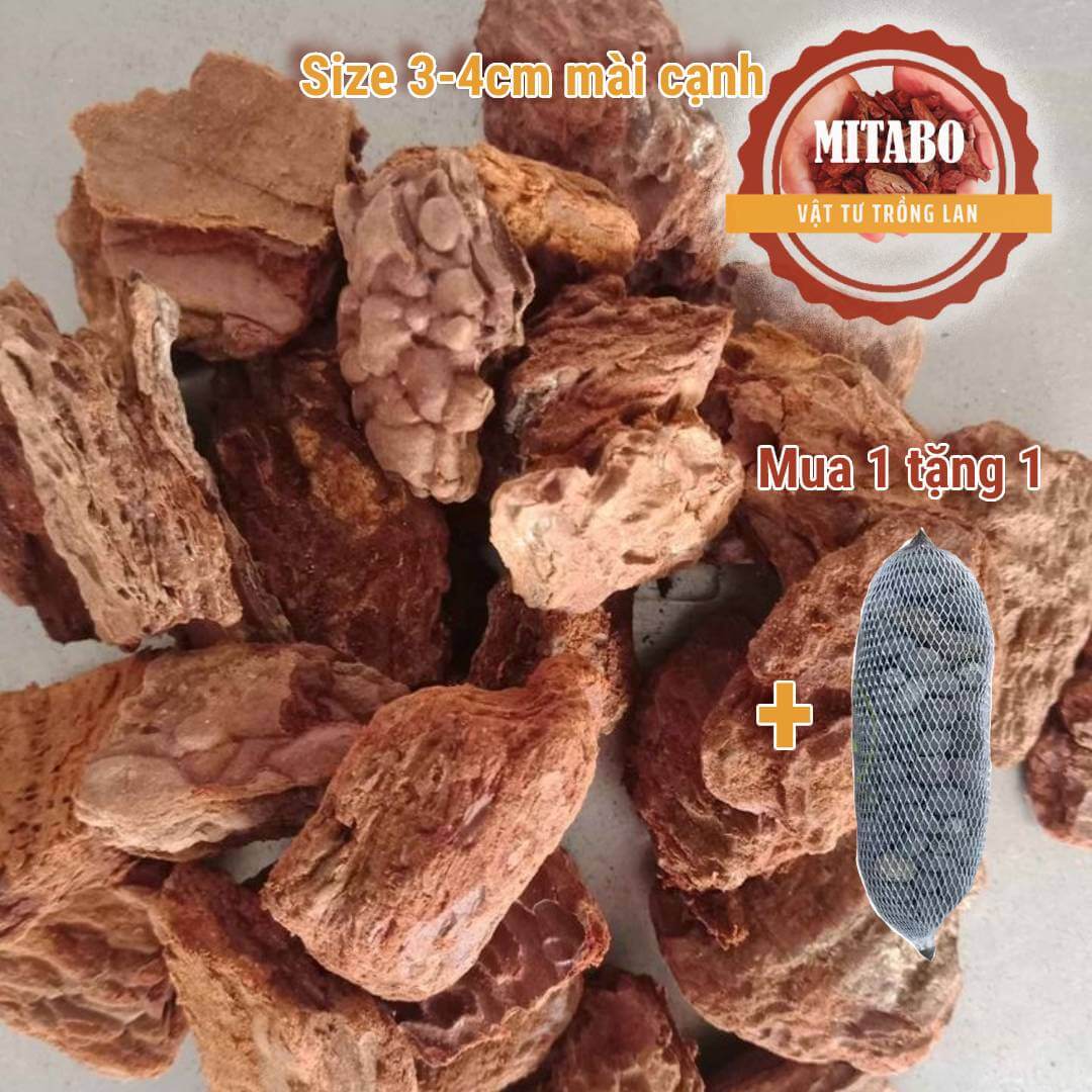 5kg vỏ thông kích thước 3-4cm mài cạnh tròn đẹp