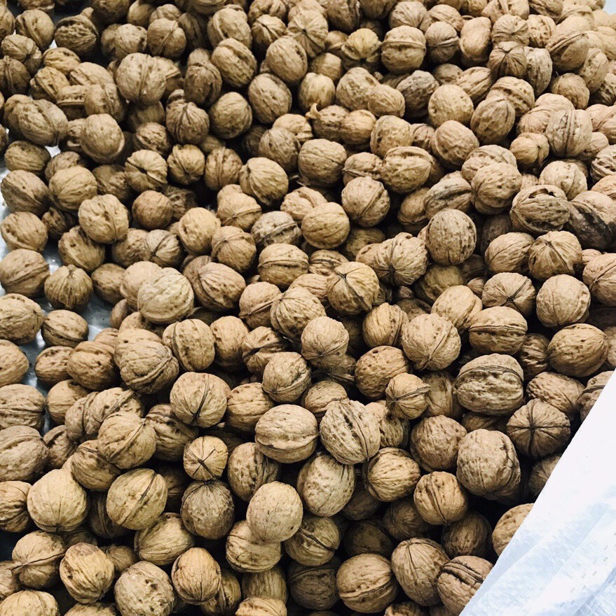 Quả Óc Chó Nhân Đỏ Nhập Khẩu Mỹ - HSaHa - Nguyên Vỏ - Tặng Móc Tách Vỏ