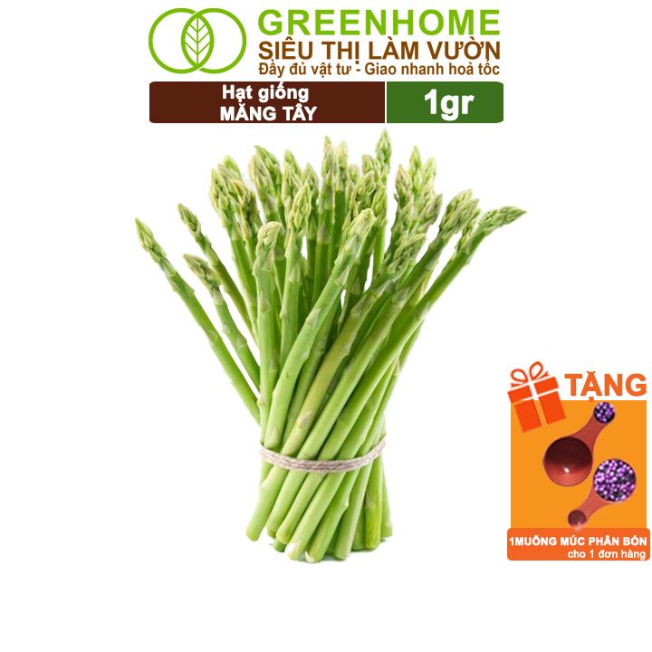 Hạt Giống Măng Tây Xanh Greenhome, Gói 0.5g, Dễ Trồng Quanh Năm, Nảy Mầm Cao, Thu Hoạch Nhanh, Năng Suất Cao T19