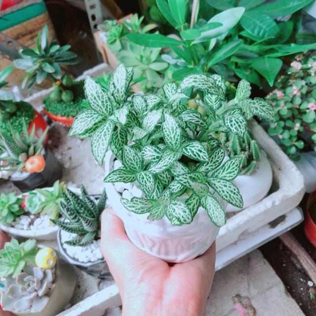 Chậu Cẩm Nhung Xanh