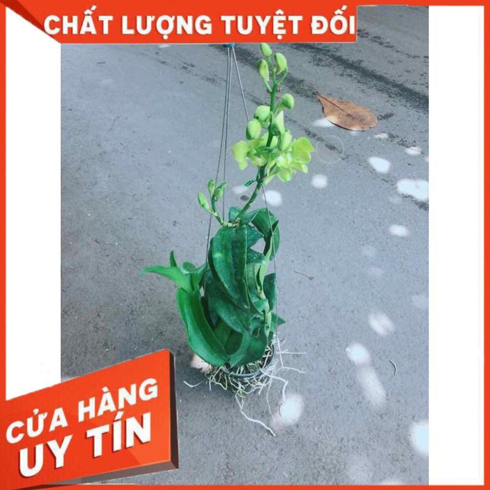 Chậu Lan Dendro Nhiều Người Mua