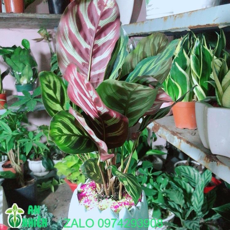 Chậu Cây Đuôi Công