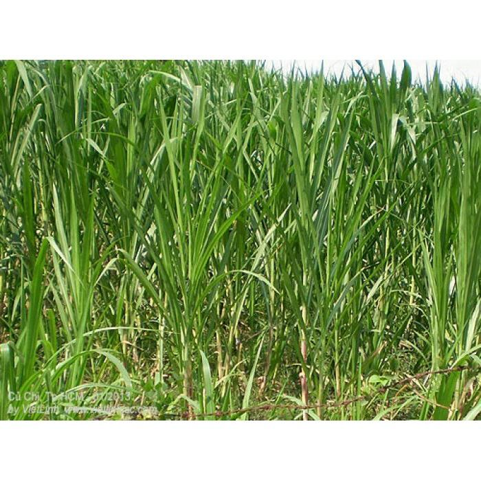 Hạt Giống Cỏ Sweet Jumbo - Cỏ Họ Ngô