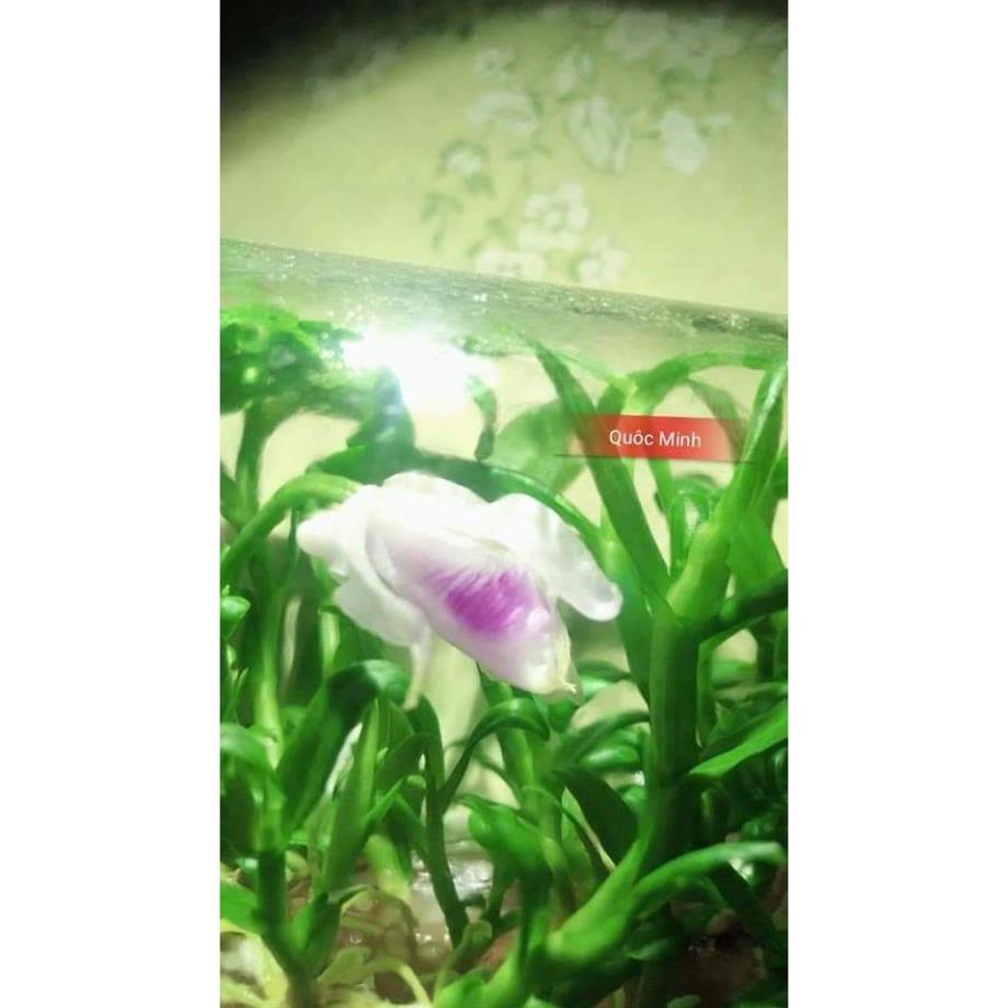 Hoa phong lan - 5ct mắt nai 1 năm tuổi