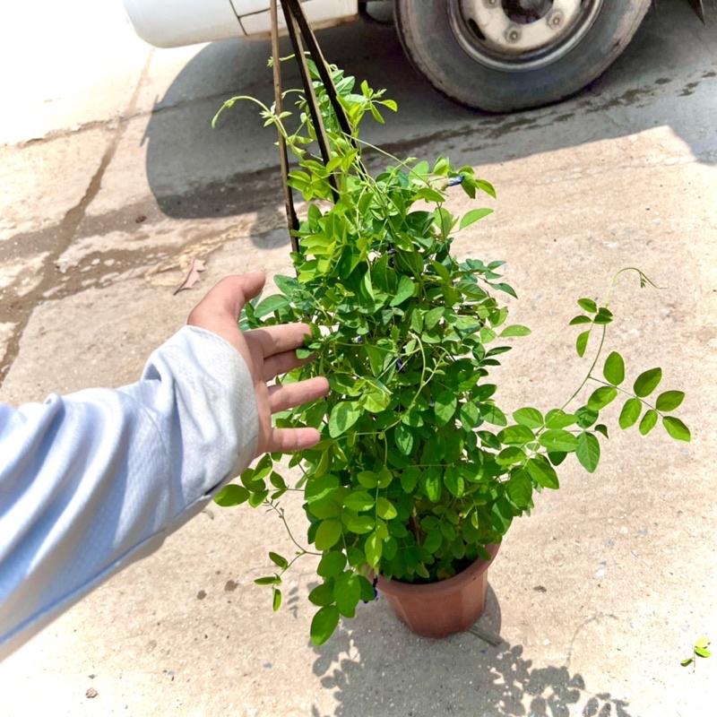 Cây đậu biếc hoa kép cao 1m