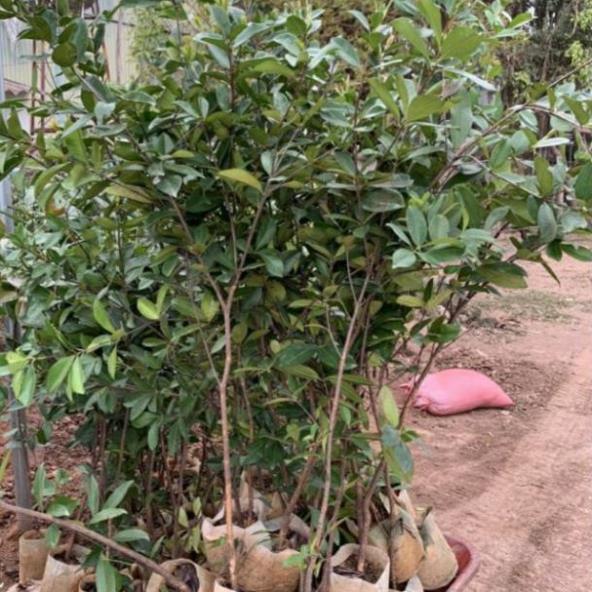 Cây cherry choai nhỡ ,cây nhanh ra trái