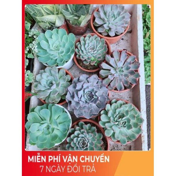 Sen đá viền hồng size đại