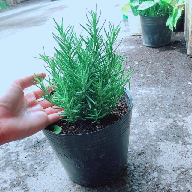 Hương Thảo Đuổi Muỗi