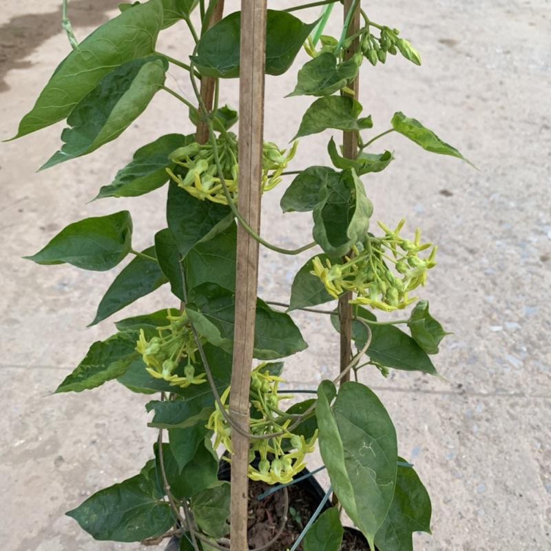 Cây thiên lý leo giàn tường rào dài 55-70cm, trang trí leo ban công và tường rào rất đẹp