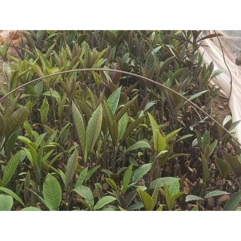 Cây giống cây khôi nhung