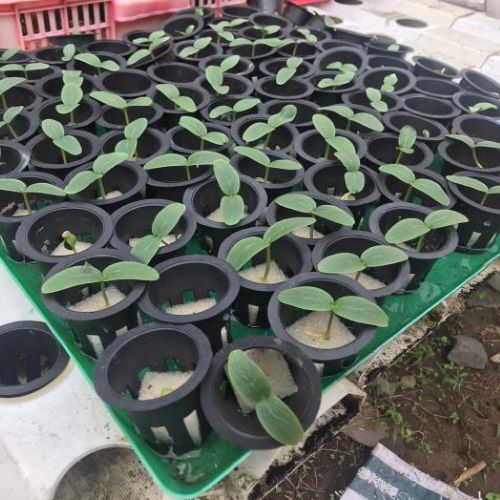 Mút ươm hạt giống trồng cây gồm 110 viên