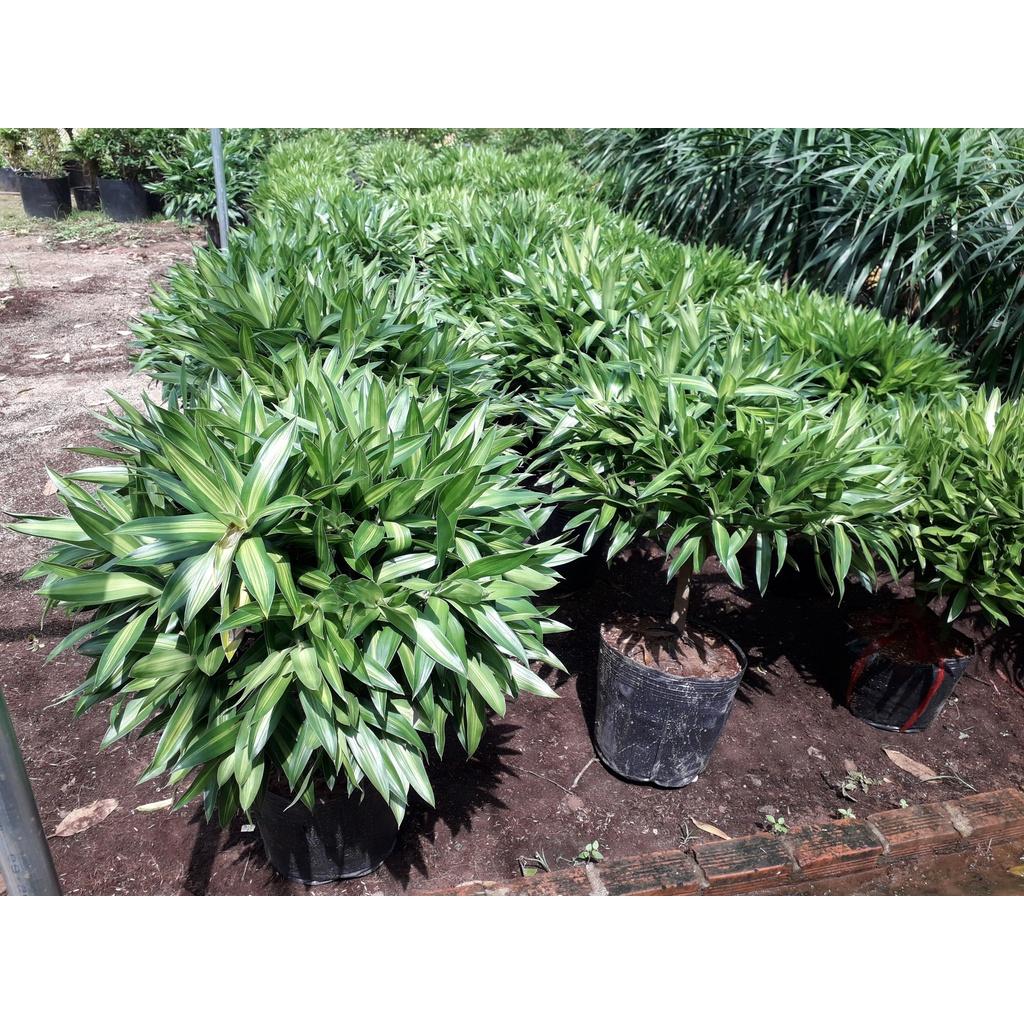 CÂY GIỐNG TRÚC MÂY