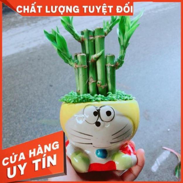 Chậu Trúc Phát Tài