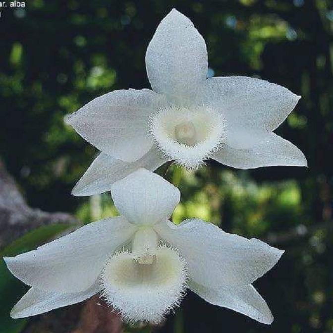 LAN PHI ĐIỆP TRẮNG - HÀNG GIEO HẠT