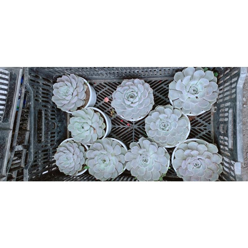 Sen Đá Size Lớn 60k/cây