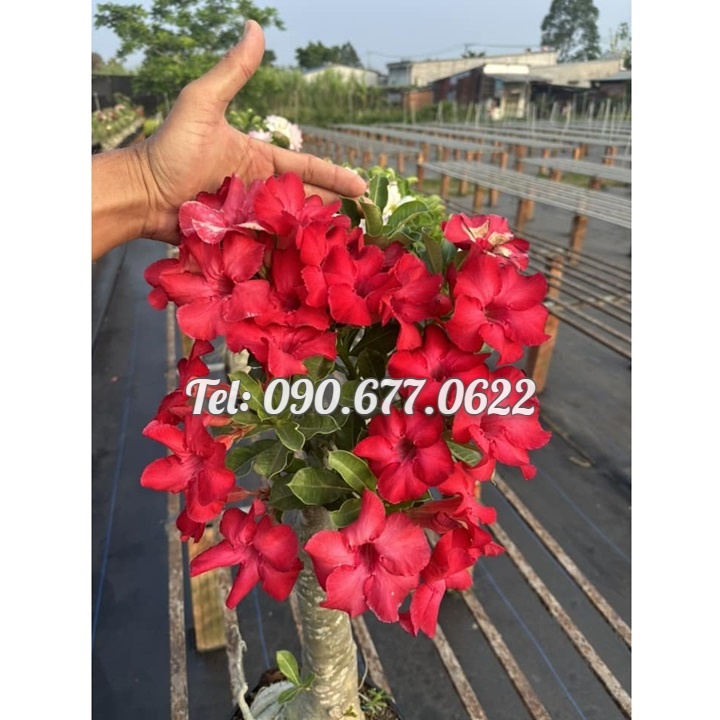 Hạt giống hoa sứ đỏ Taiwan nhiều hoa - Bịch 10 hạt – Mã số 2086