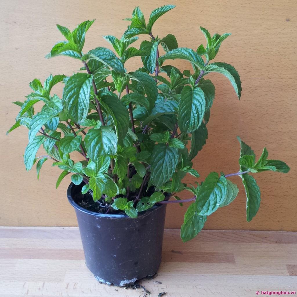 Hạt giống cây bạc hà mèo catnip 50 hạt
