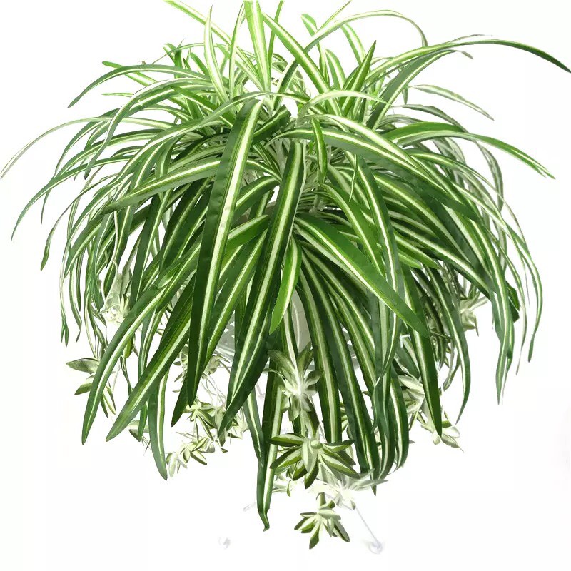 Hoa Giả - Cụm Lá Tóc Tiên Rủ Dài 60cm Loại Đẹp
