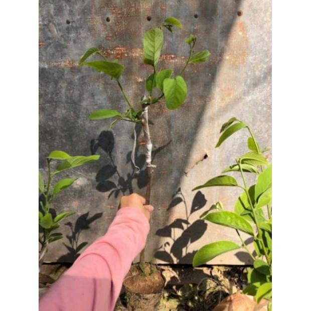 Cây Na Dứa Đài Loan