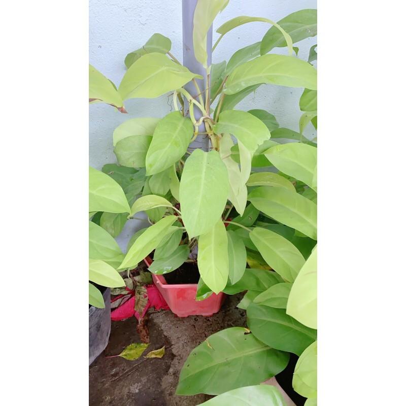 Trầu Bà Trụ Vàng