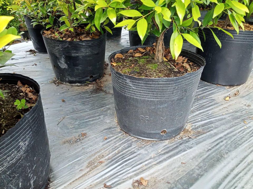 Bầu ươm cây 26x21a 1kg 50 bầu