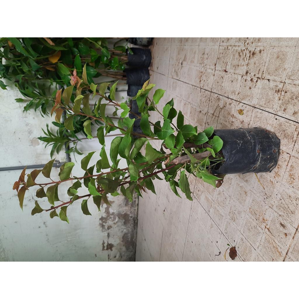 Cây giống hoa giấy ươm bầu - cây giống gốc to,đủ màu hoa
